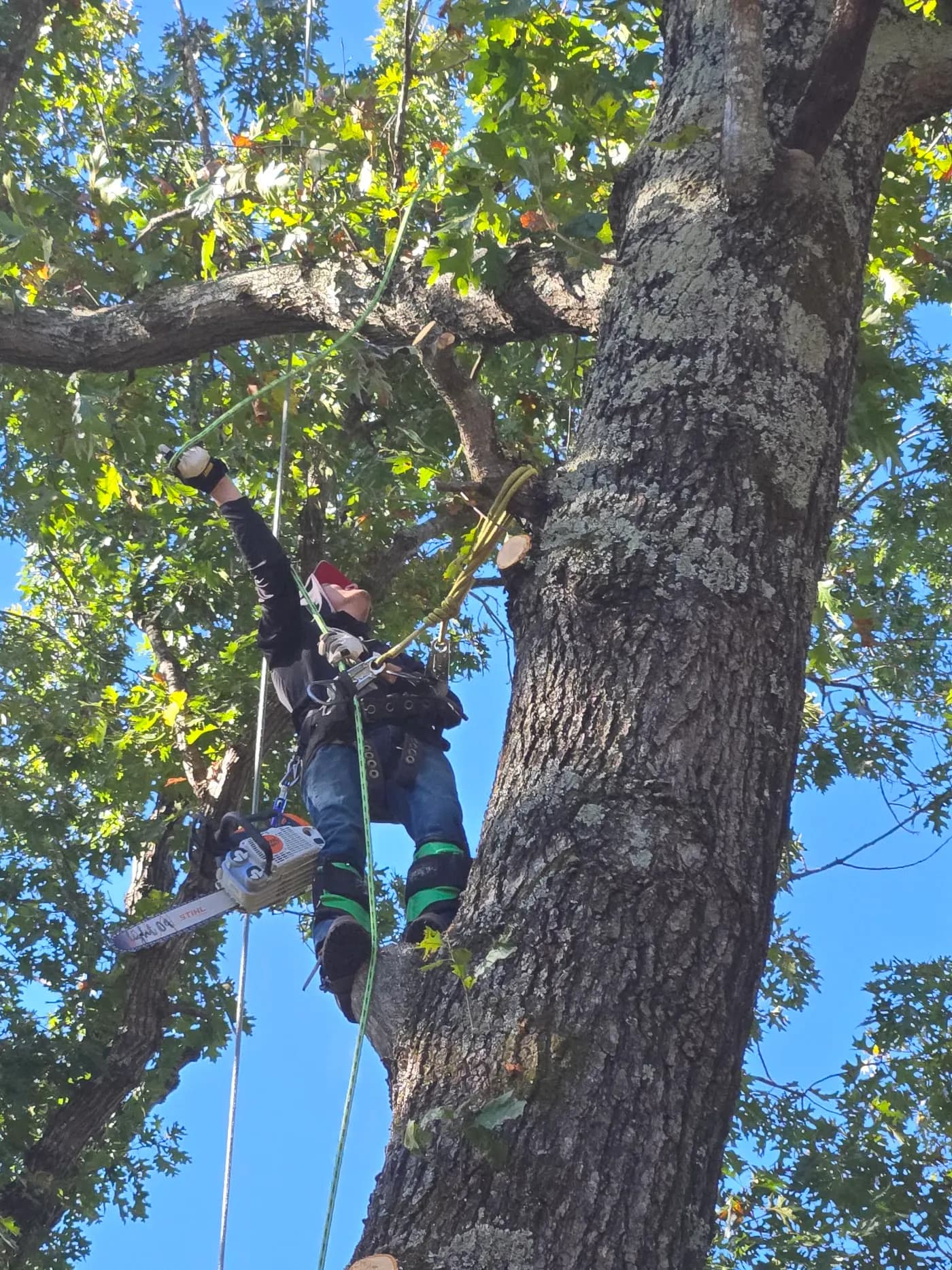 AnyTown Tree Service photo from the Google listing