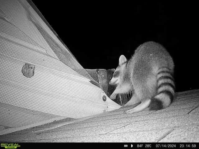 Critter Control photo from the Google listing