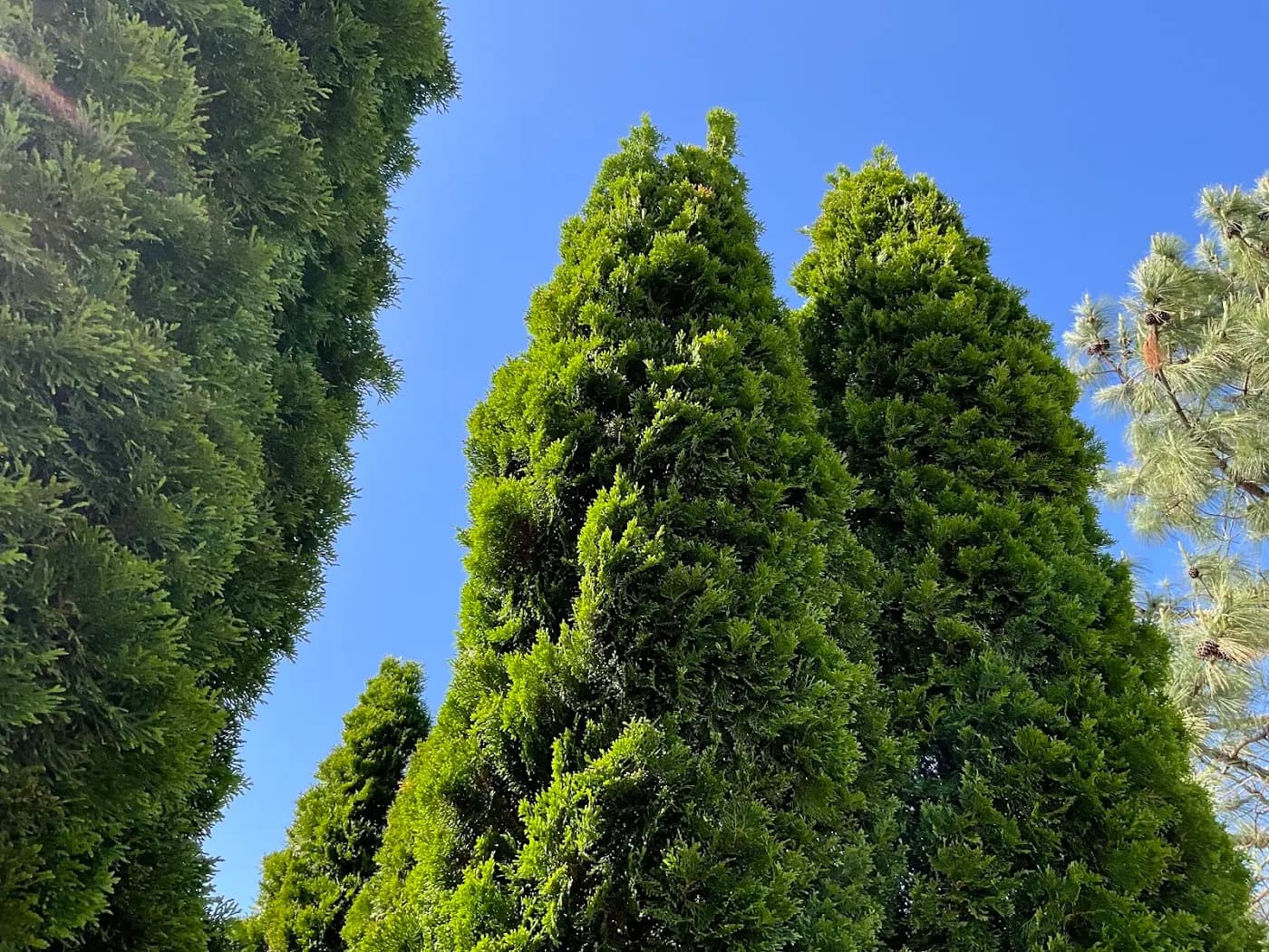 Custom Lawn Care & Landscaping photo from the Google listing