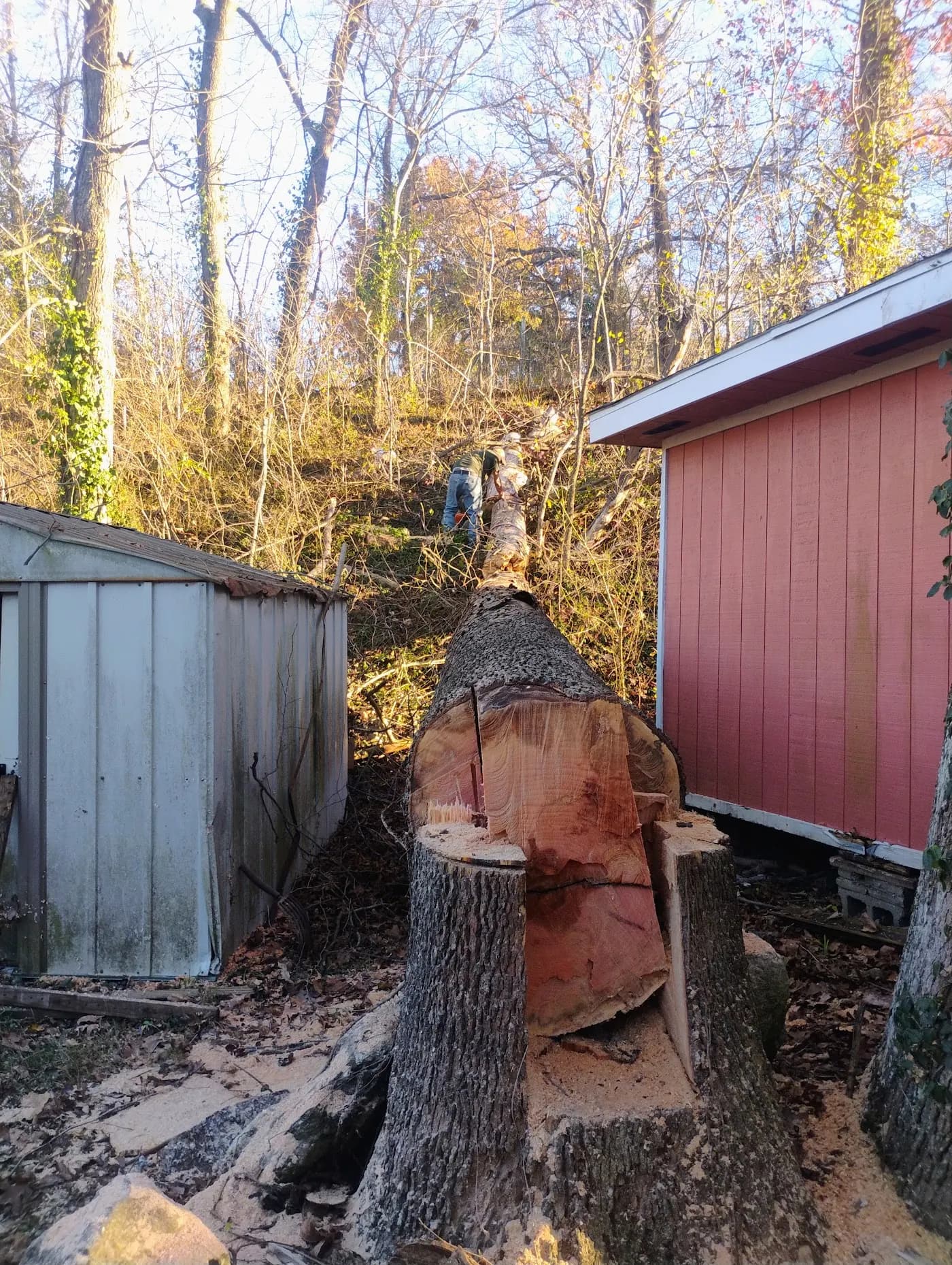 Evan's Tree Service photo from the Google listing