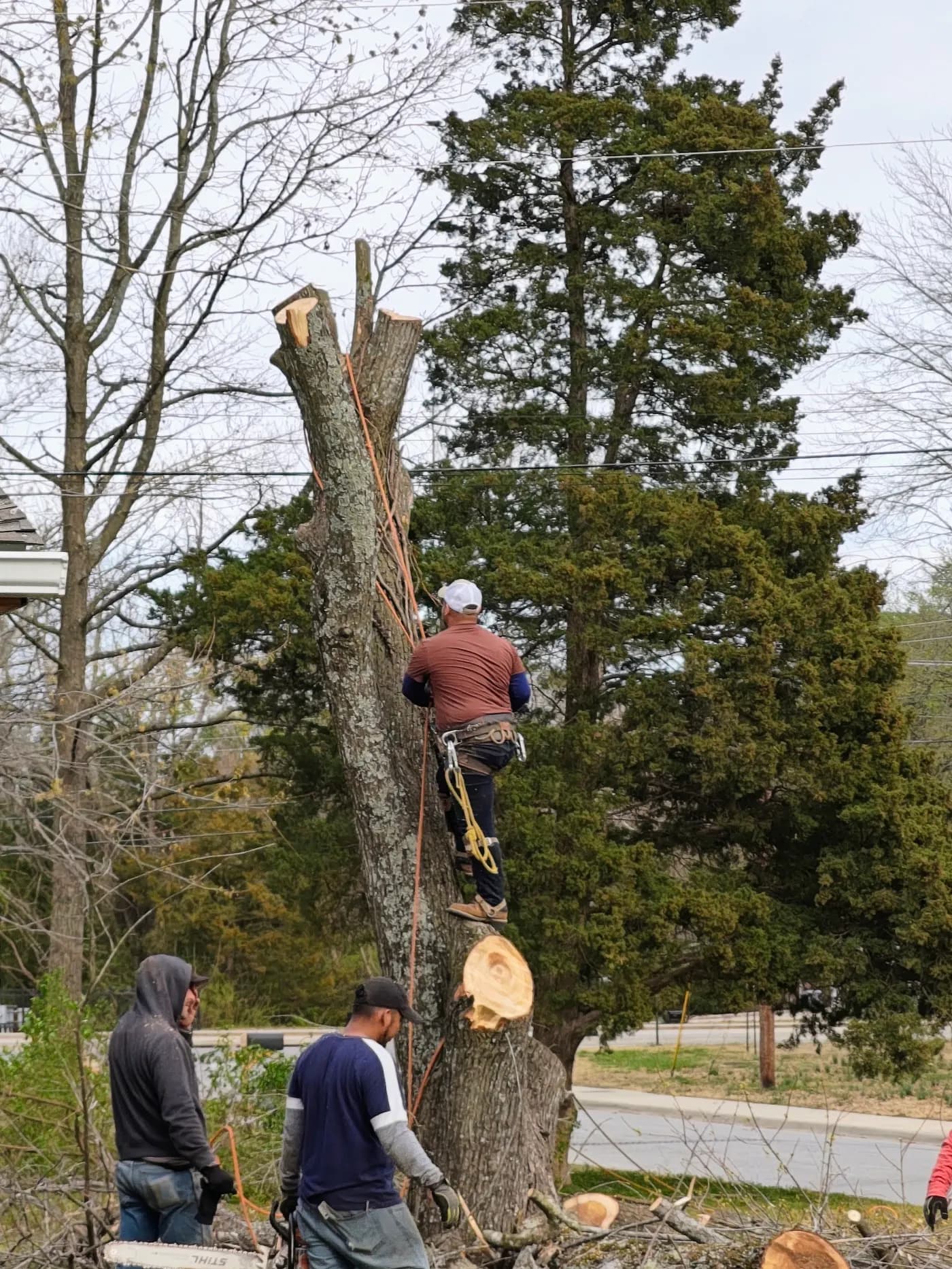 Jose's Tree Service photo from the Google listing