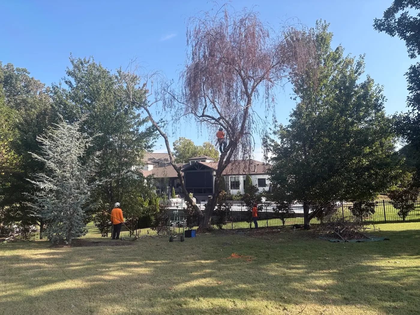 Mockingbird Tree Care photo from the Google listing