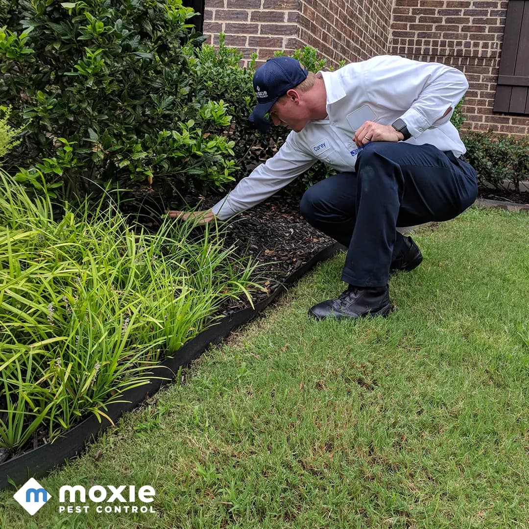 Moxie Pest Control photo from the Google listing