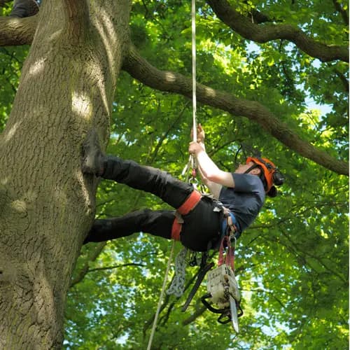 Ozark Tree Service photo from the Google listing