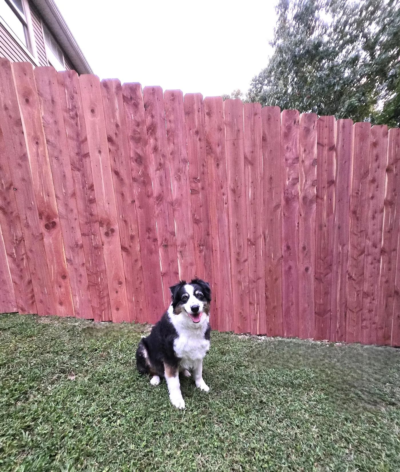 Privacy Fence, Inc photo from the Google listing