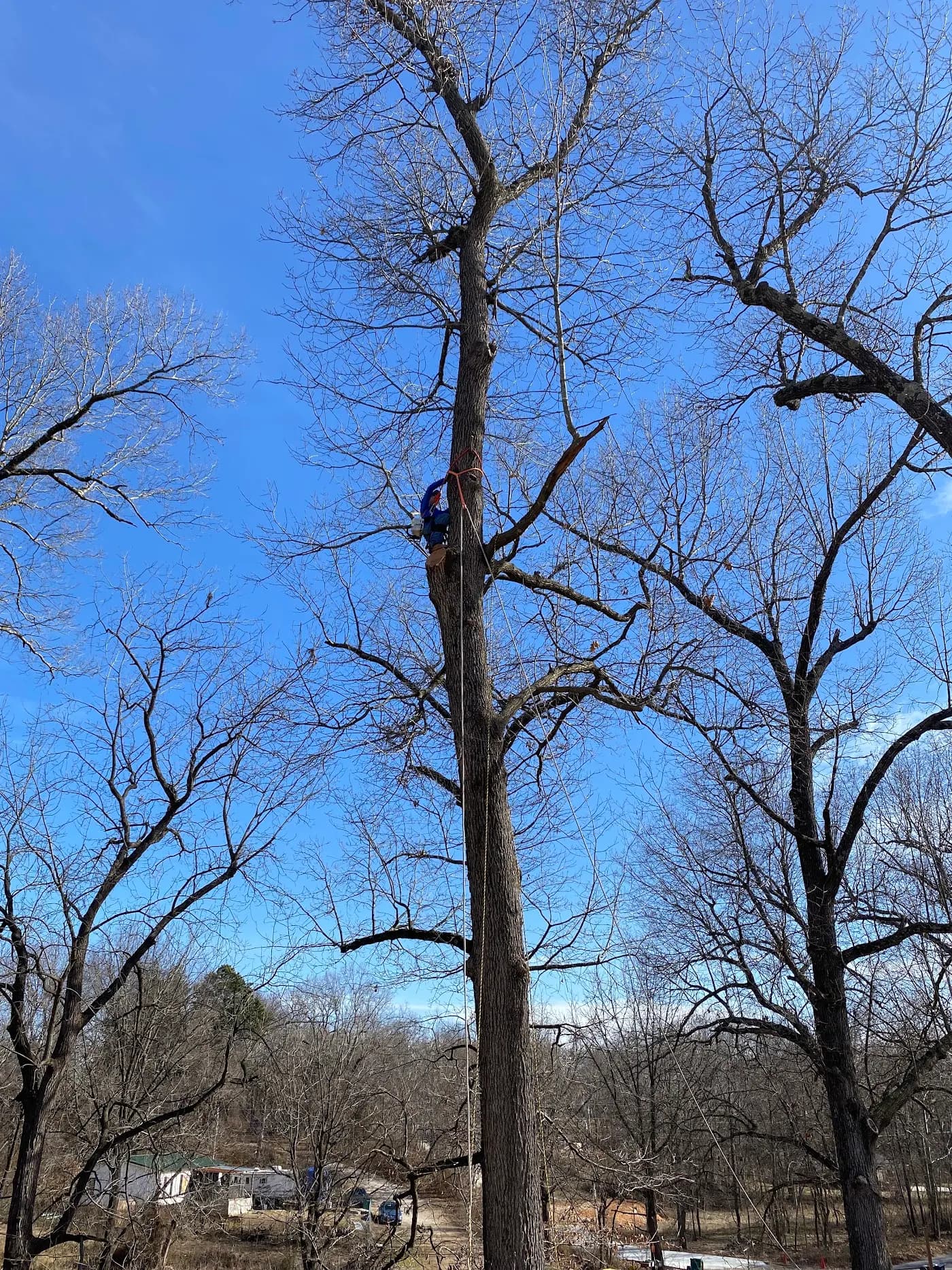 Red Oaks Tree Service photo from the Google listing