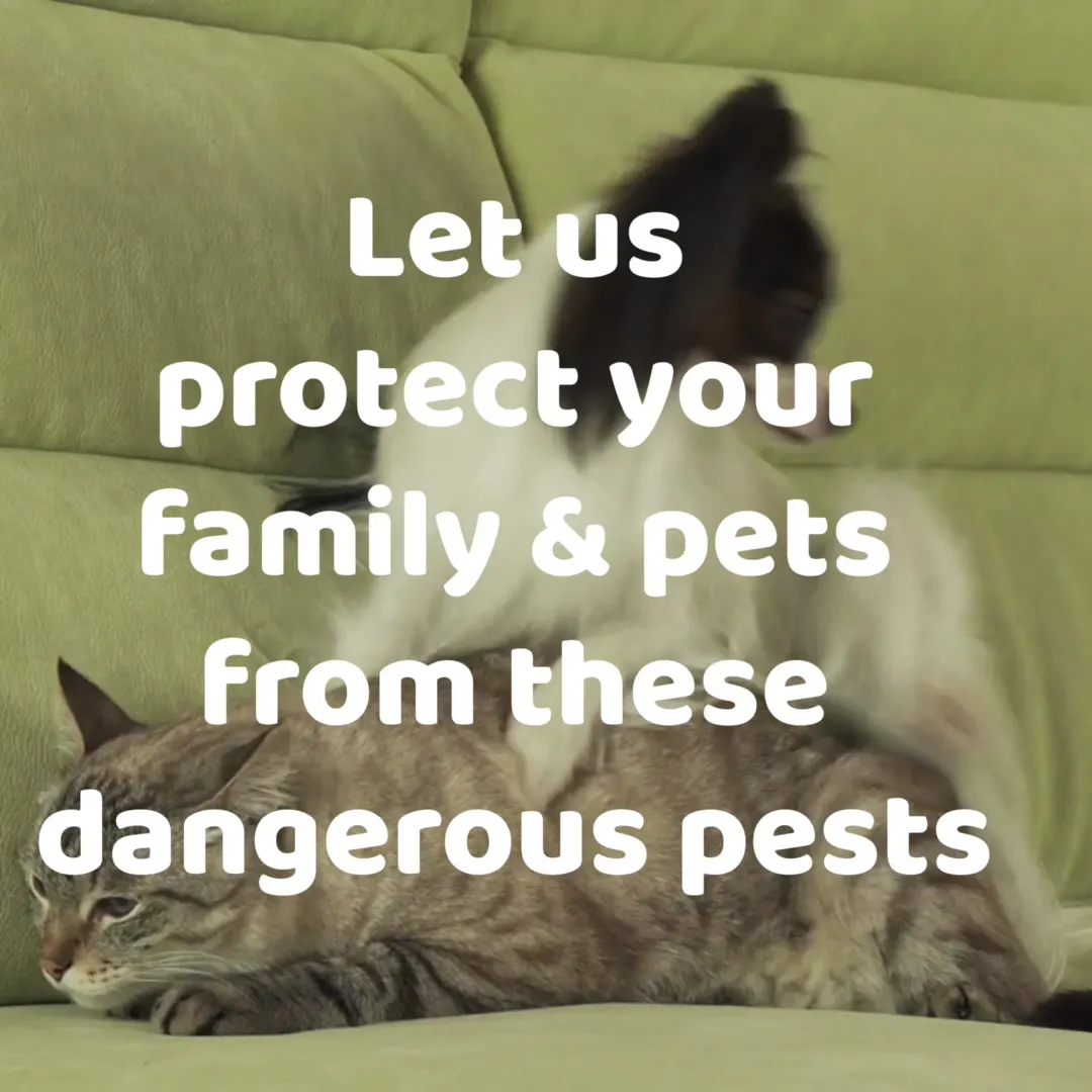 Tolan Pest Control photo from the Google listing