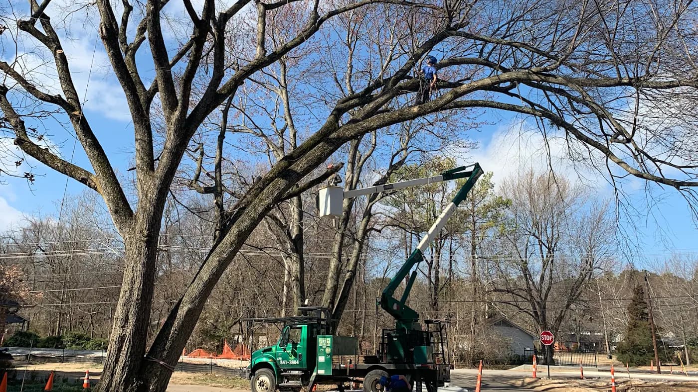 Tree Climbers LLC photo from the Google listing