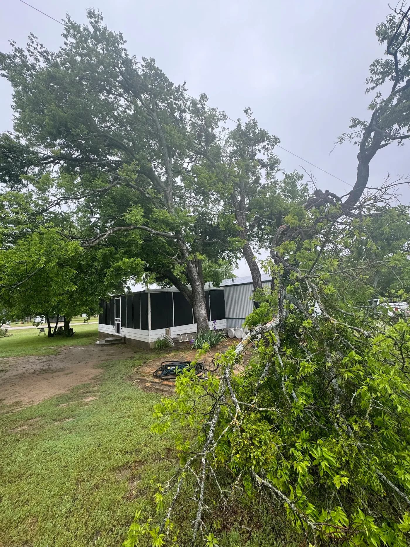 Valdez Tree Service LLC photo from the Google listing
