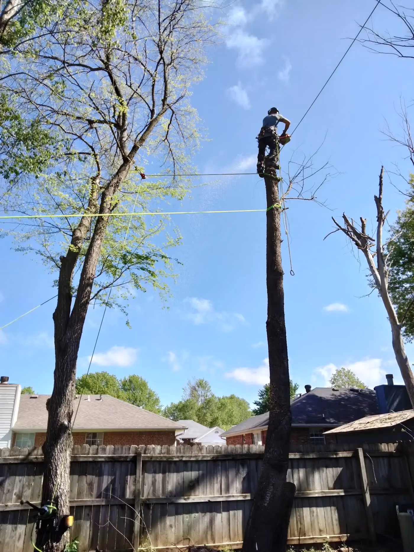 Apex Tree Service photo, Tree service in Northwest Arkansas