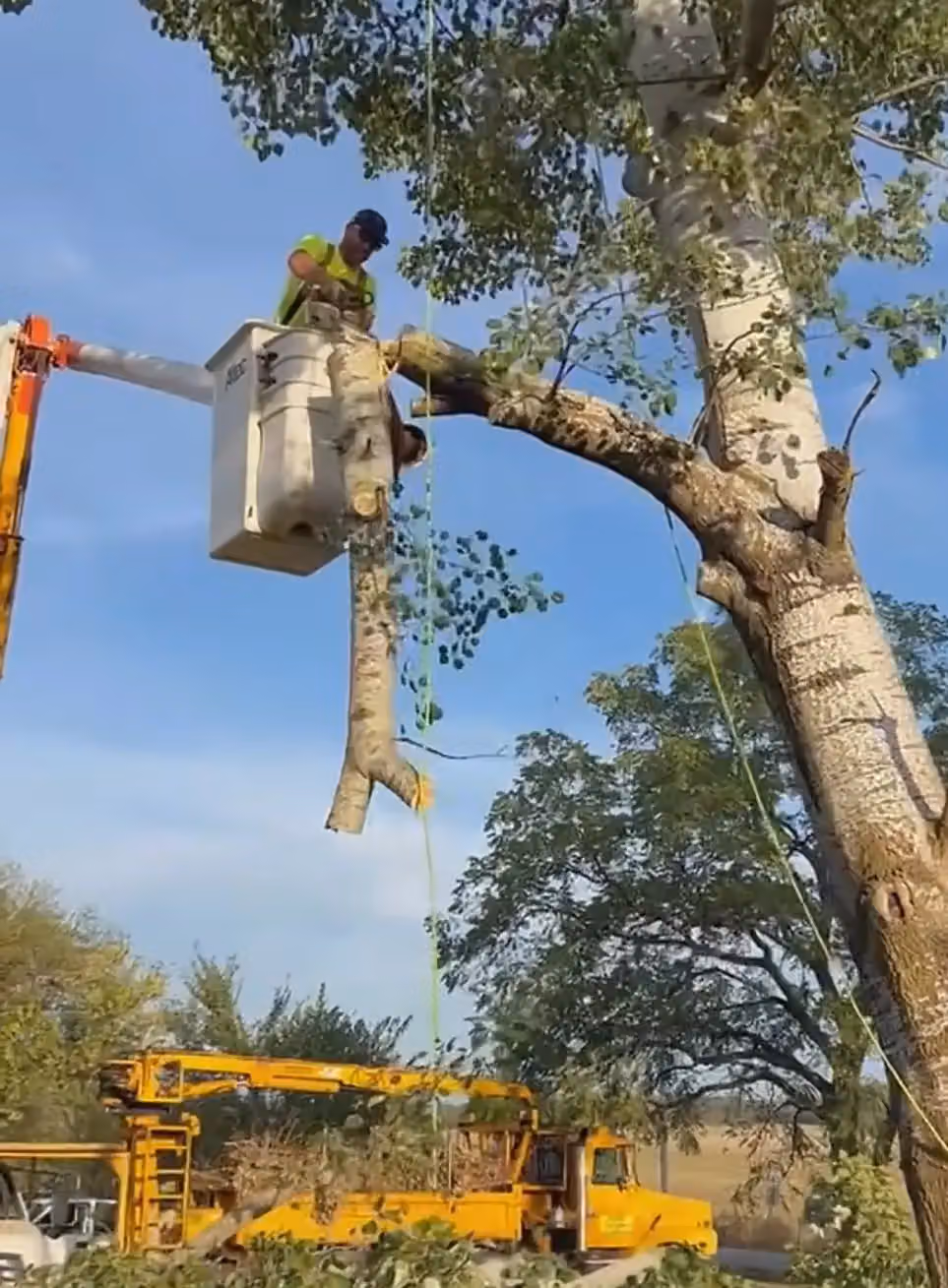 Best Tree Service LLC photo, Tree service in Bentonville, AR