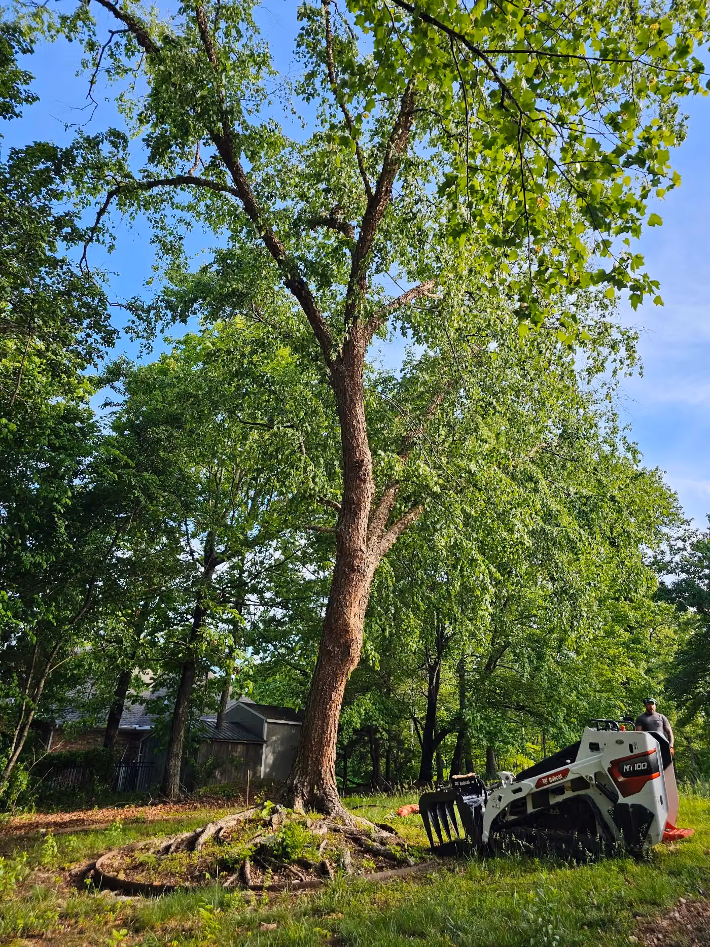 Iron Axe Arborists photo, Tree service in Bella Vista, AR