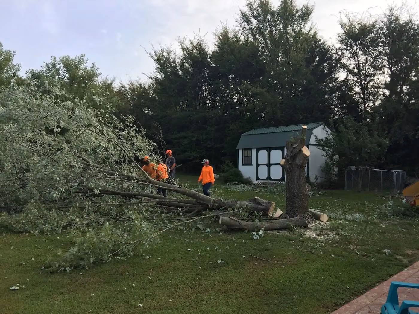 Mackey Tree Service photo, Tree service in Fayetteville, AR