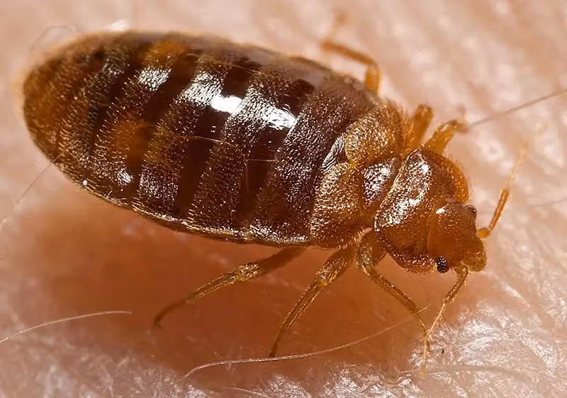 NW Pest Mangement photo, Pest control in Hindsville, AR