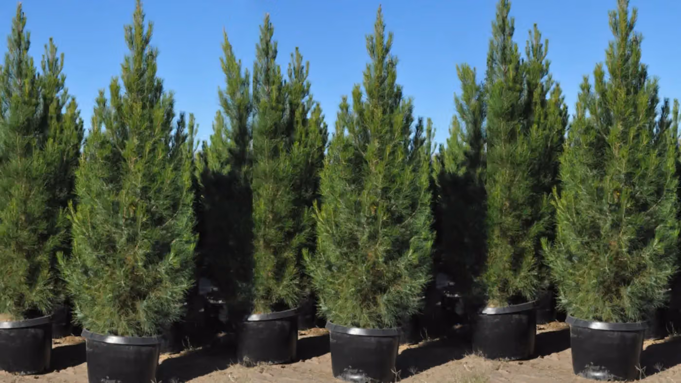 NWA Trees photo, Tree service in Fayetteville, AR