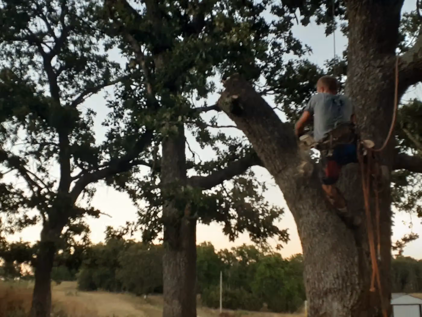 The IronTree LLC photo, Tree service in Pineville, AR