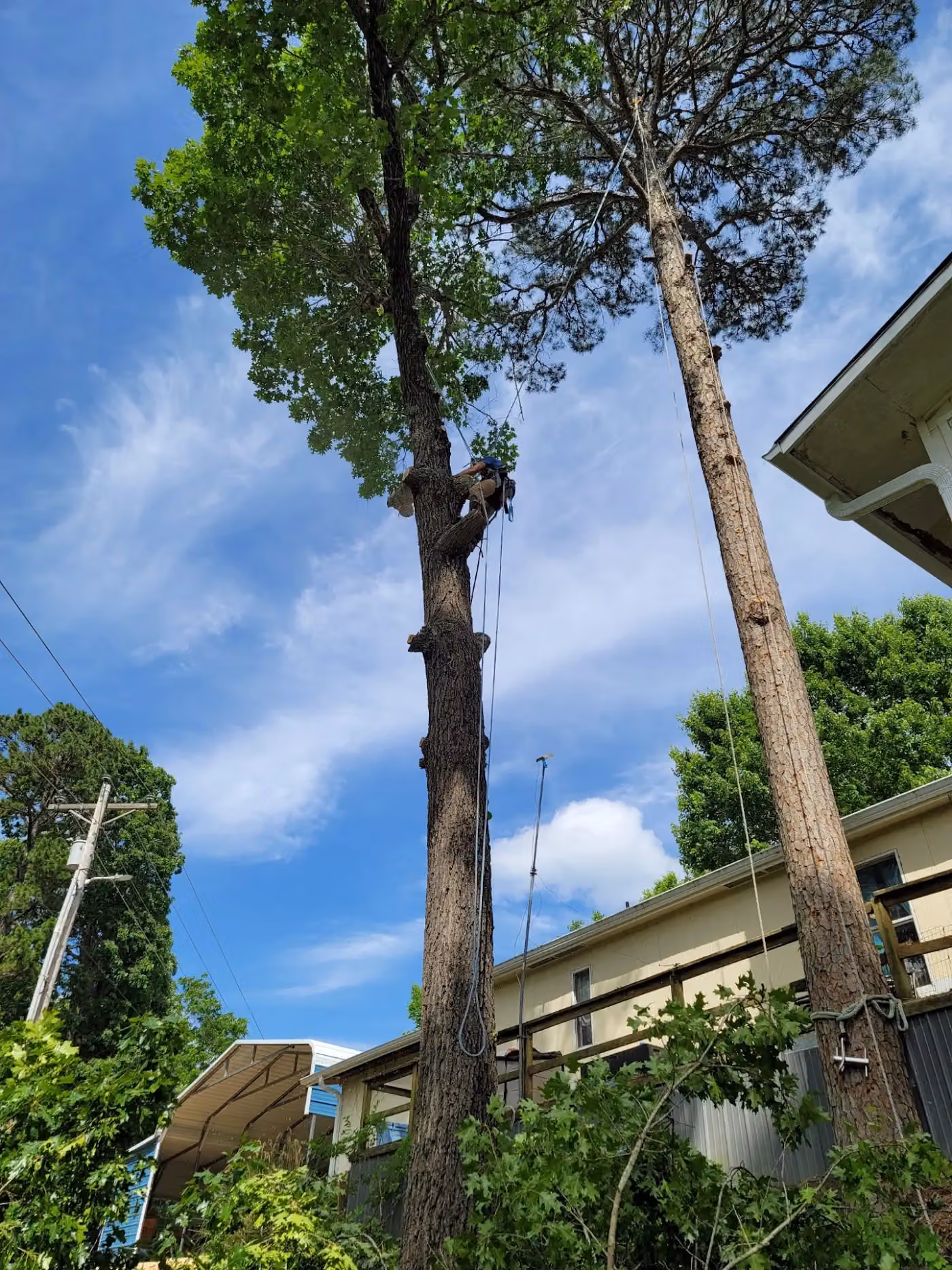 The Tree Doctor LLC photo, Tree service in Northwest Arkansas