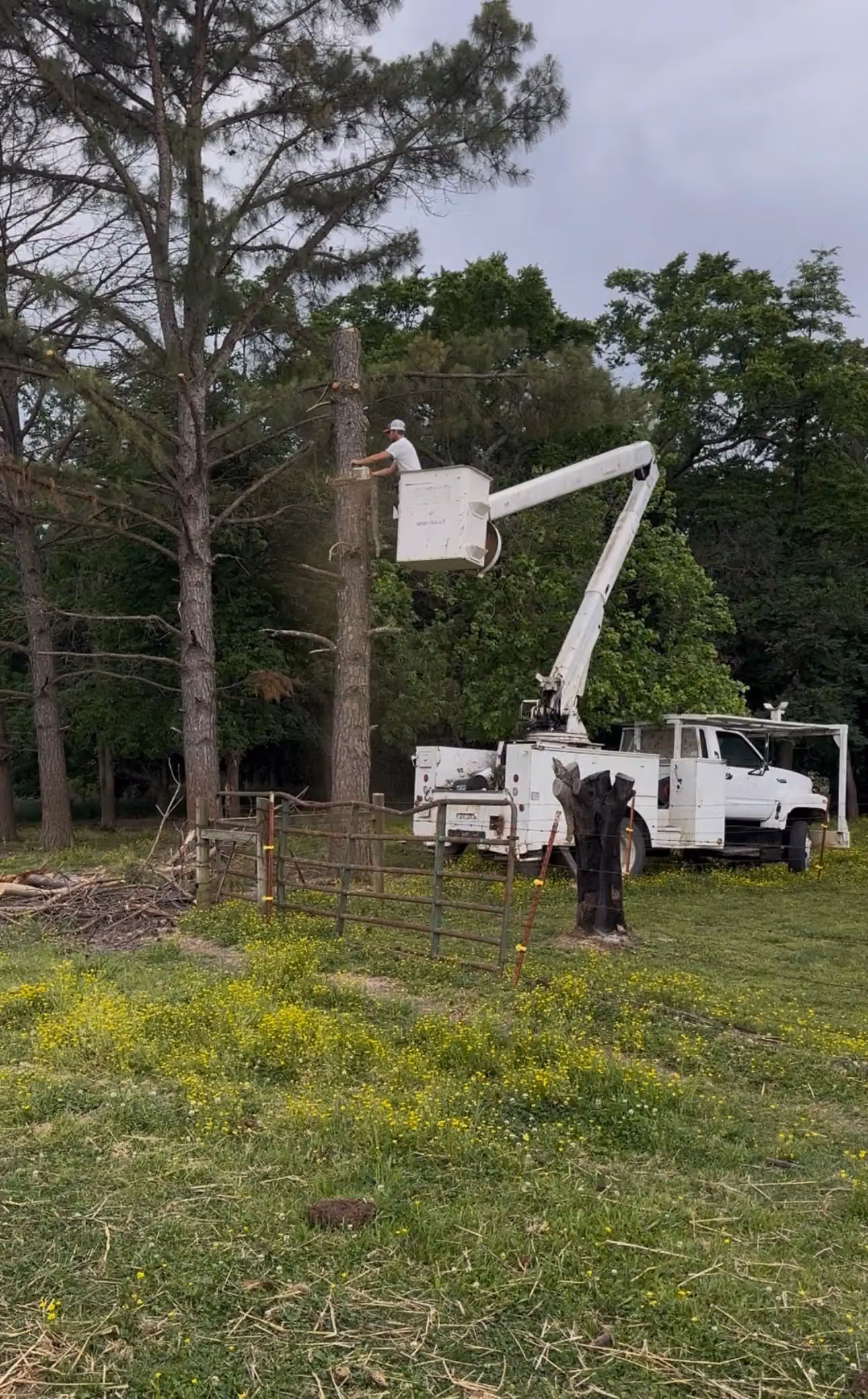 Trusting Tree Service photo, Tree service in Northwest Arkansas