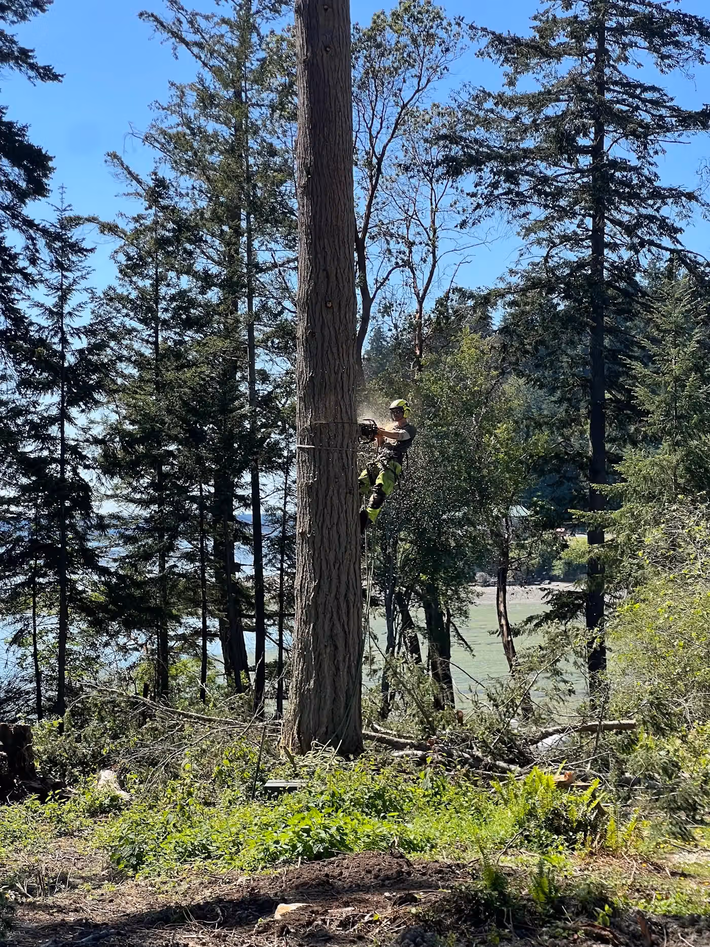 Virtue Tree Experts photo, Tree service in Northwest Arkansas