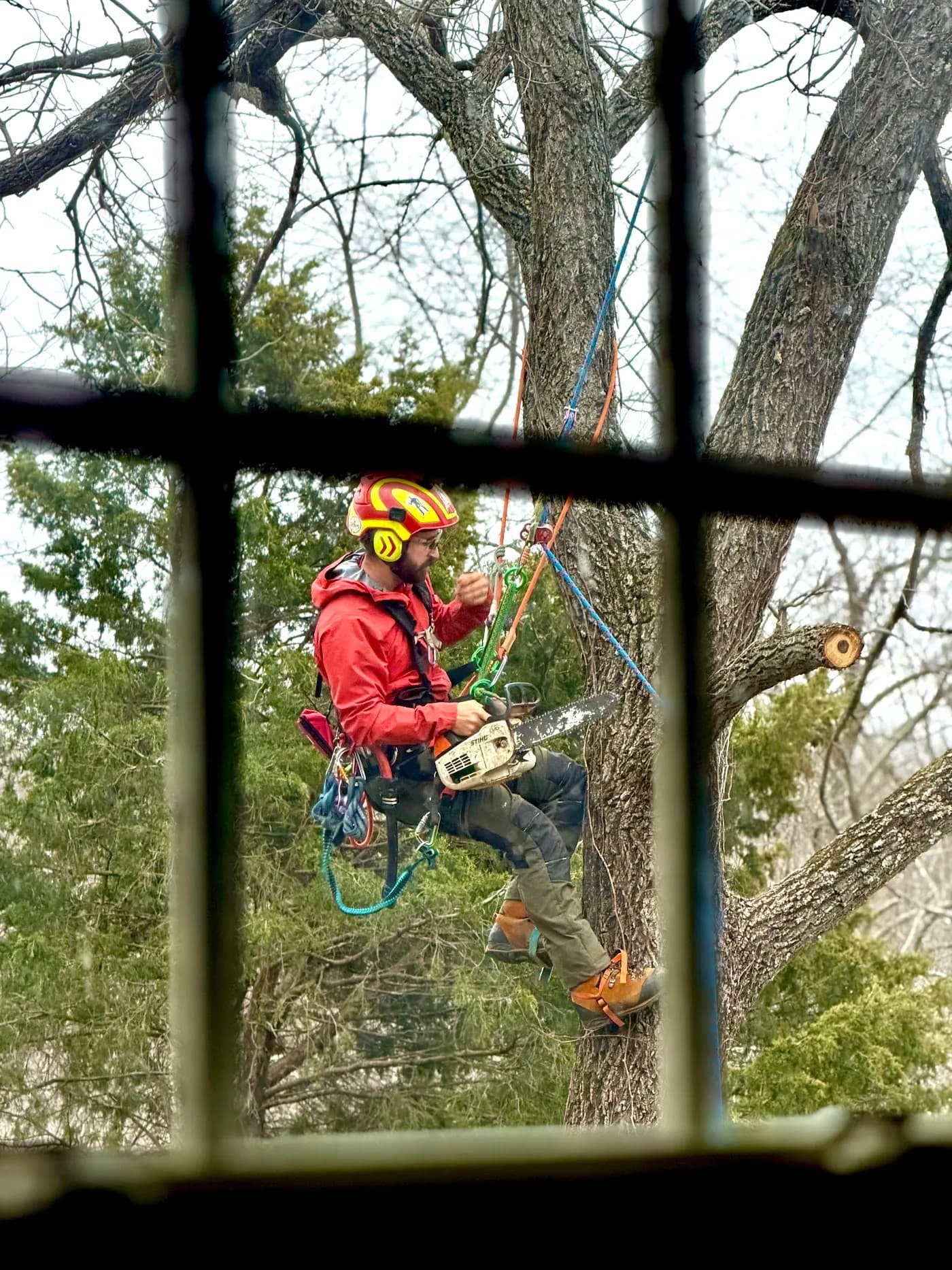 Arborist of the Ozarks photo from the Google listing