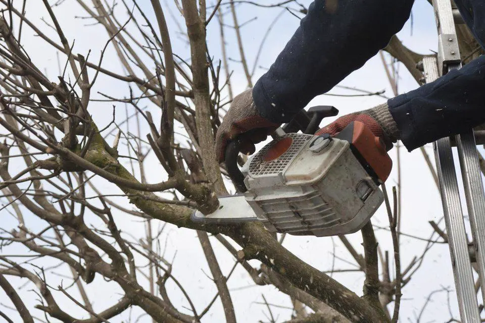 Stonewall Tree Service Fayetteville photo from the Google listing