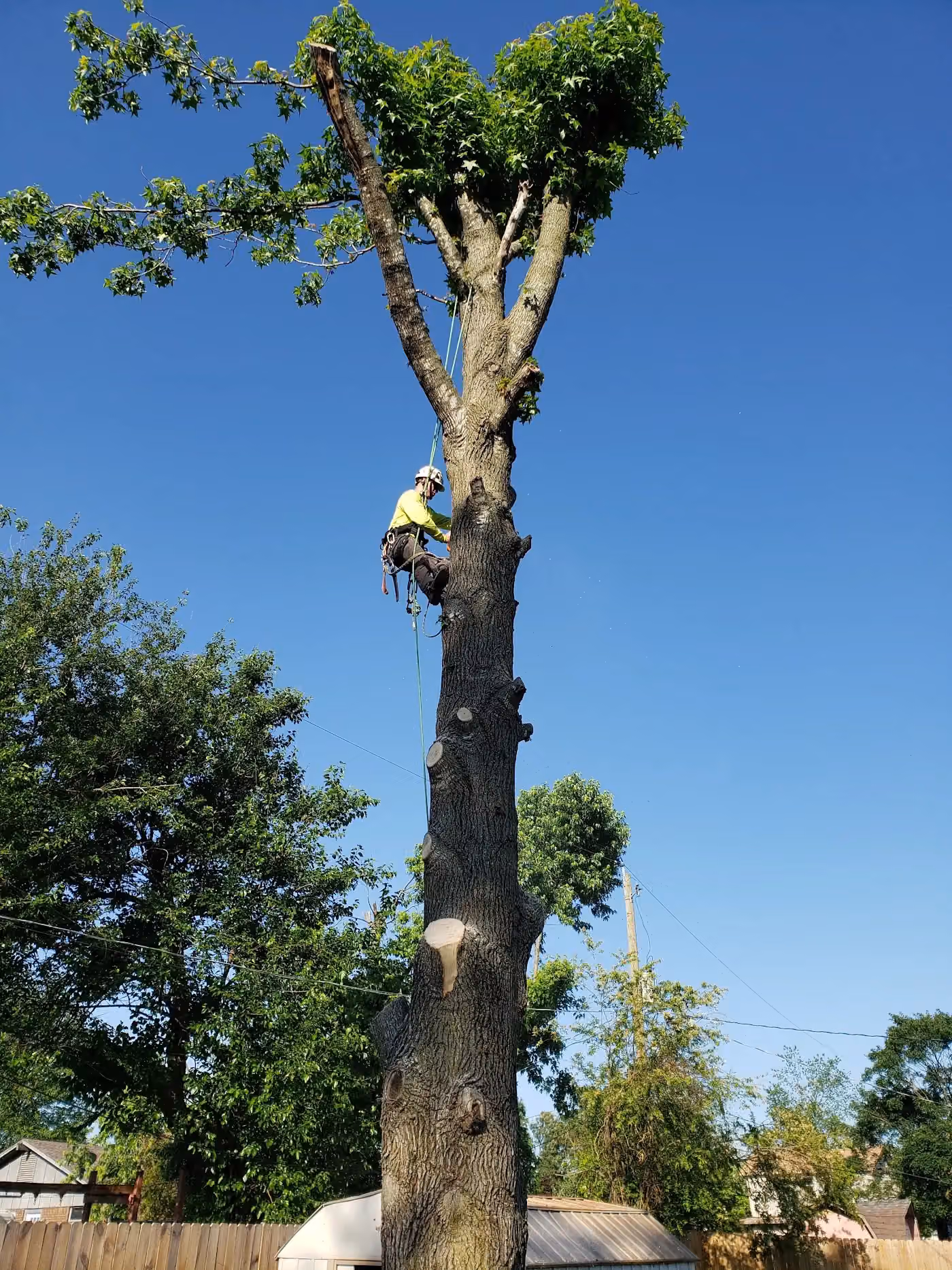 Aerial Rigging Specialists/ ISA Certified Arborist photo, Tree service in Rogers, AR