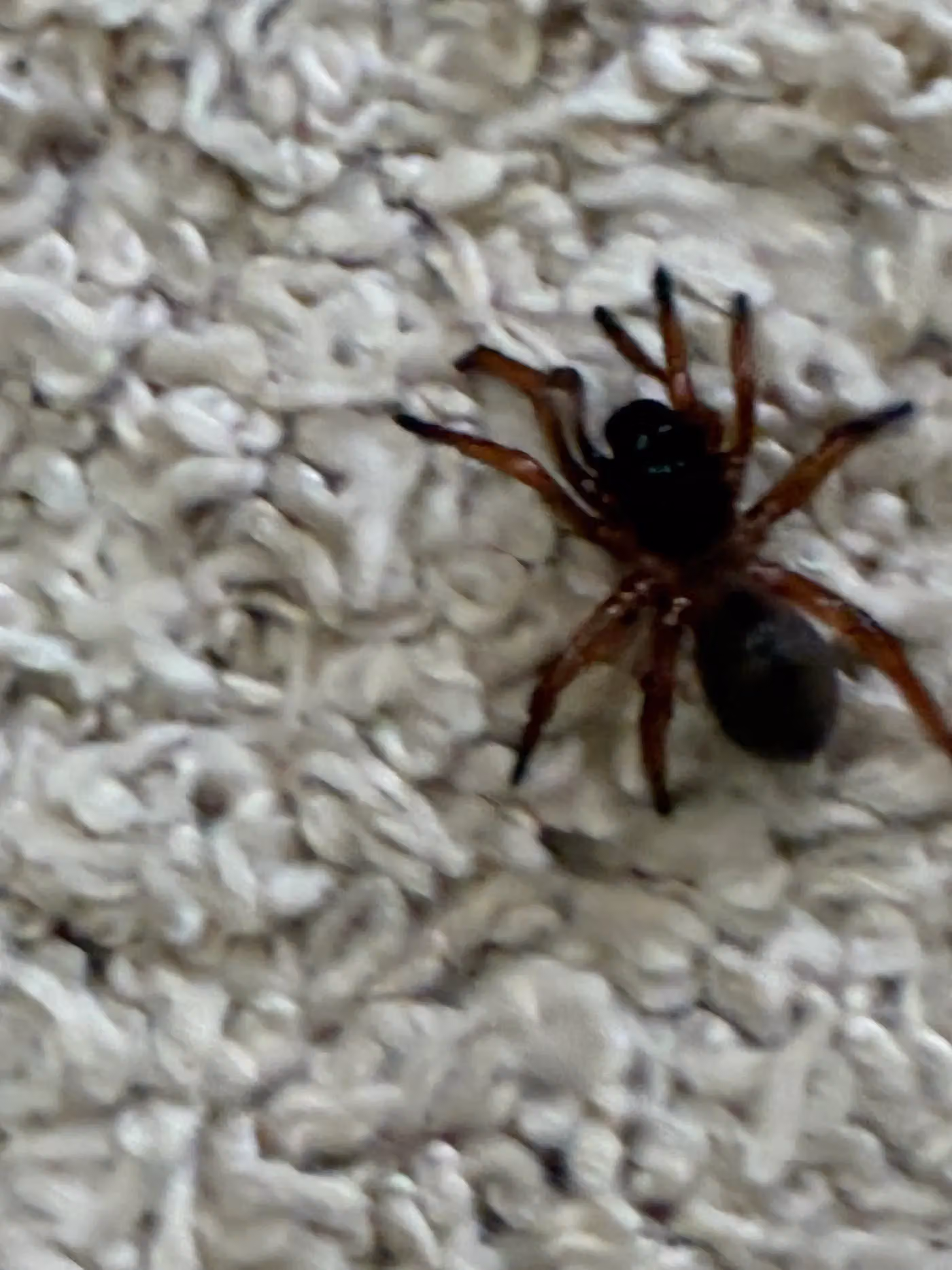Answered Pest Management photo, Pest control in Northwest Arkansas