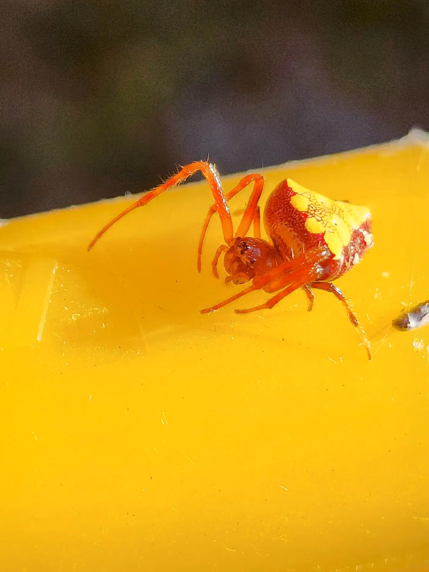 Apex Exterior Care & Pest photo, Pest control in Fayetteville, AR