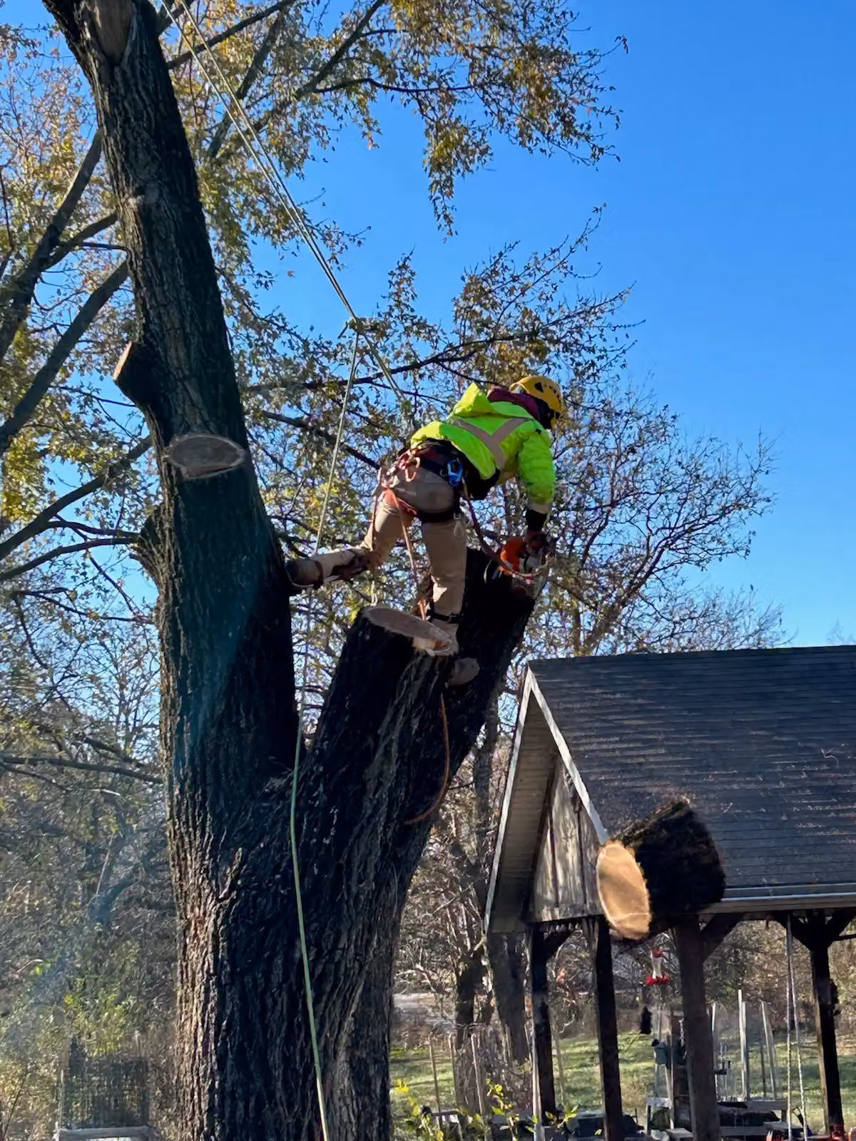 Carlos Express Tree Service LLC photo, Tree service in Siloam Springs, AR
