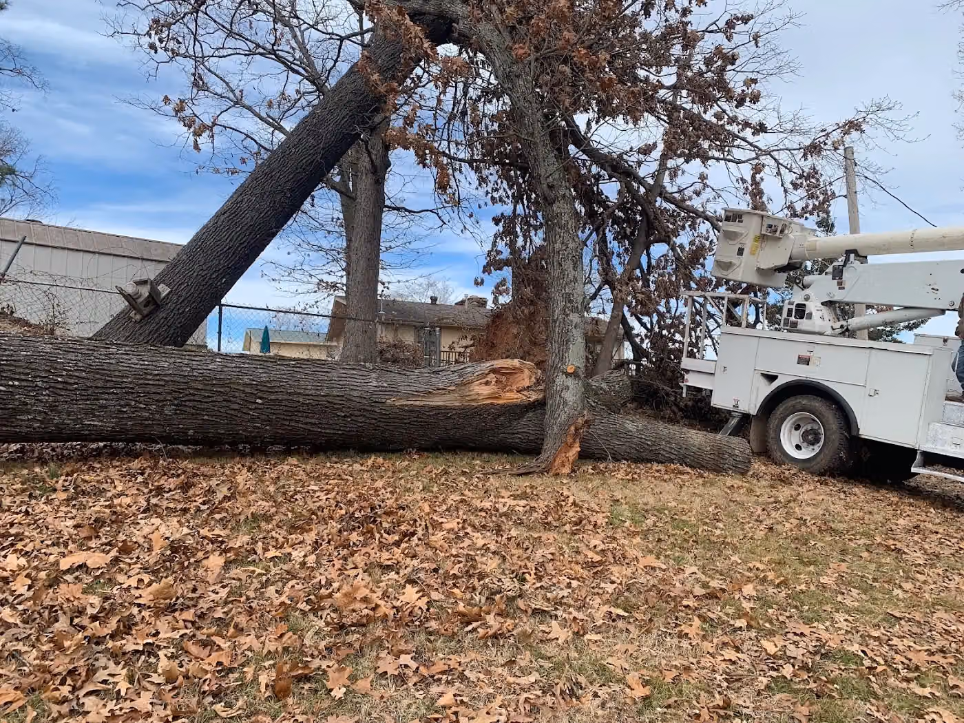 Down Rite Tree Service photo, Tree service in Northwest Arkansas