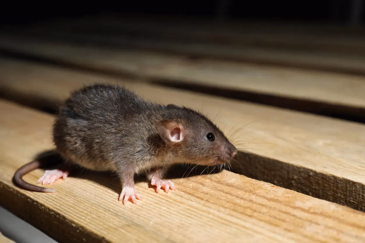 Eco Pest Control of Fayetteville photo, Pest control in Fayetteville, AR