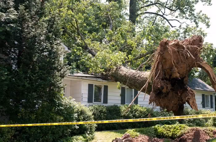 Monster Tree Service of Northwest Arkansas photo, Tree service in Northwest Arkansas