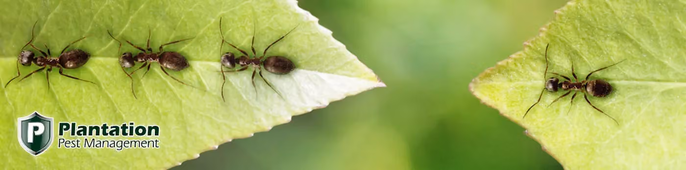 Plantation Pest Management photo, Pest control in Fayetteville, AR