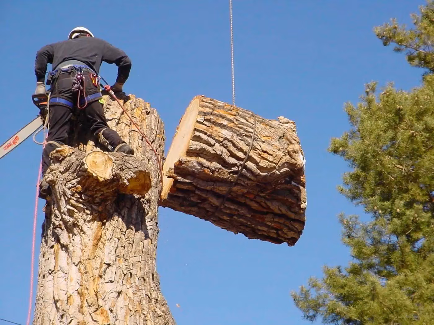 Shear Outdoor Services photo, Tree service in Northwest Arkansas